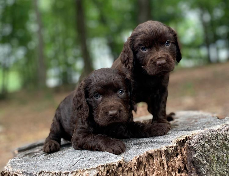 Cachorros de Boykin spaniel