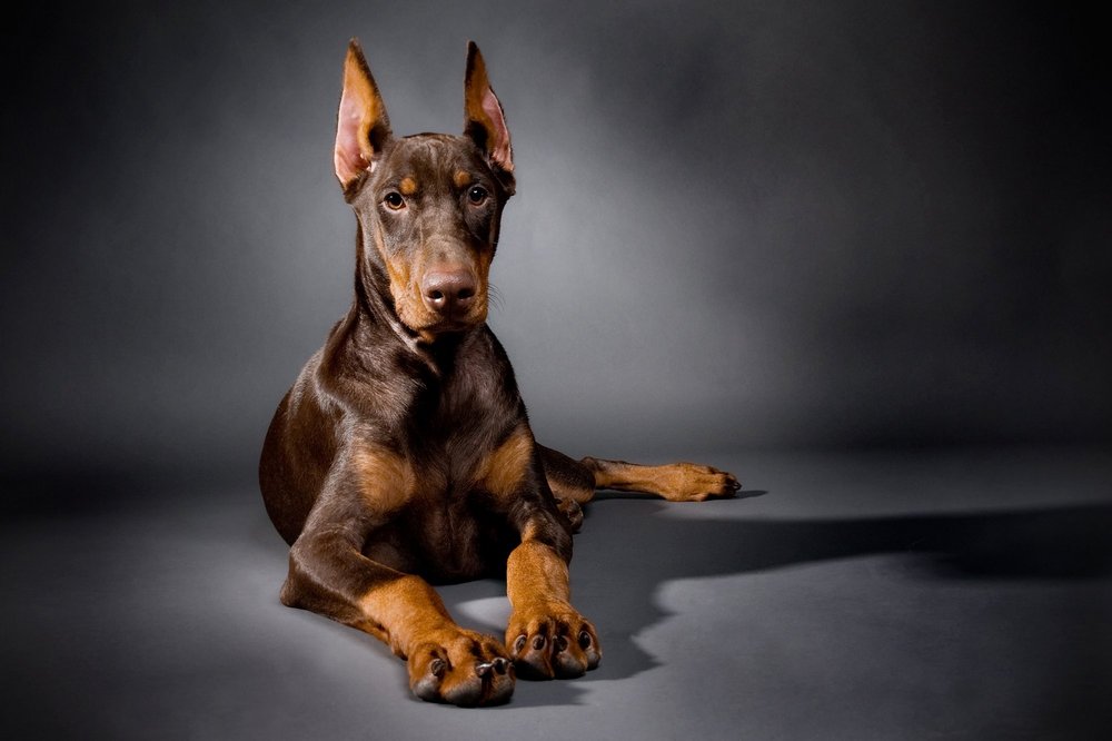 Perro de raza dóberman