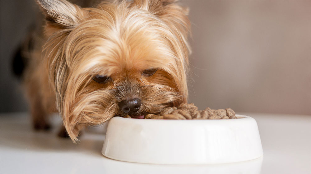 Cómo alimentar a un Yorkshire Terrier en casa