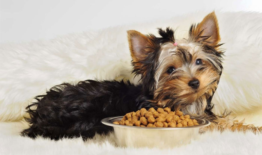 Alimentación del cachorro York
