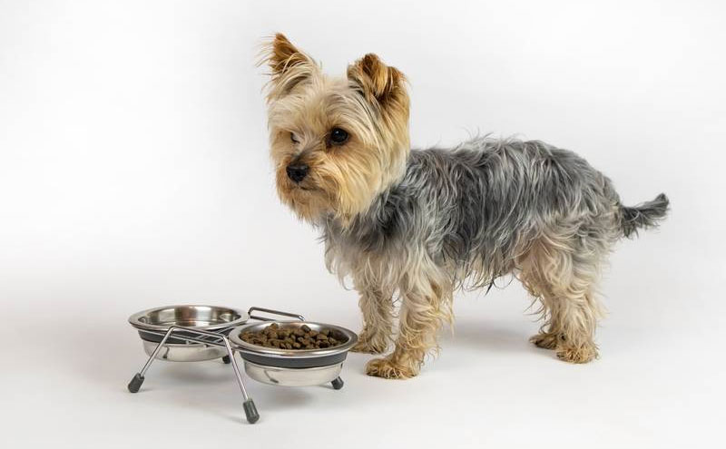 Alimentación de perros mayores de la raza Yorkshire Terrier