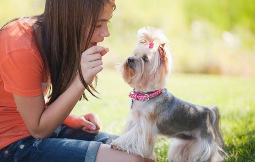 Qué no se le debe dar de comer a un Yorkie