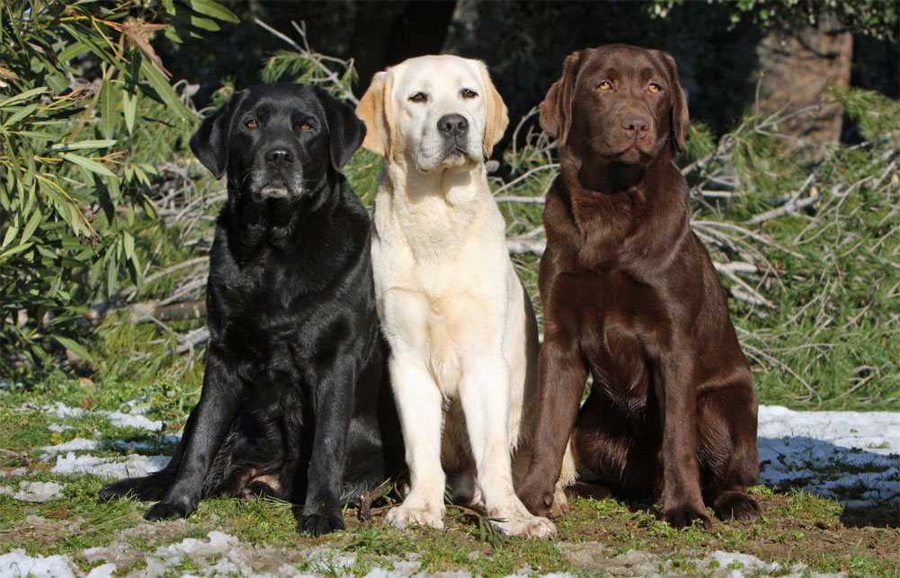 Labradores