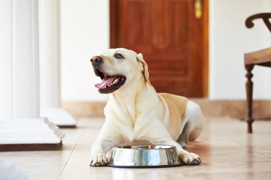 Qué alimentar a un labrador