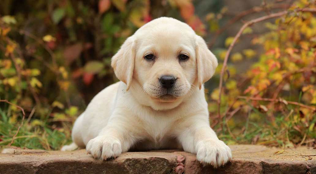 Cómo alimentar a un cachorro de labrador