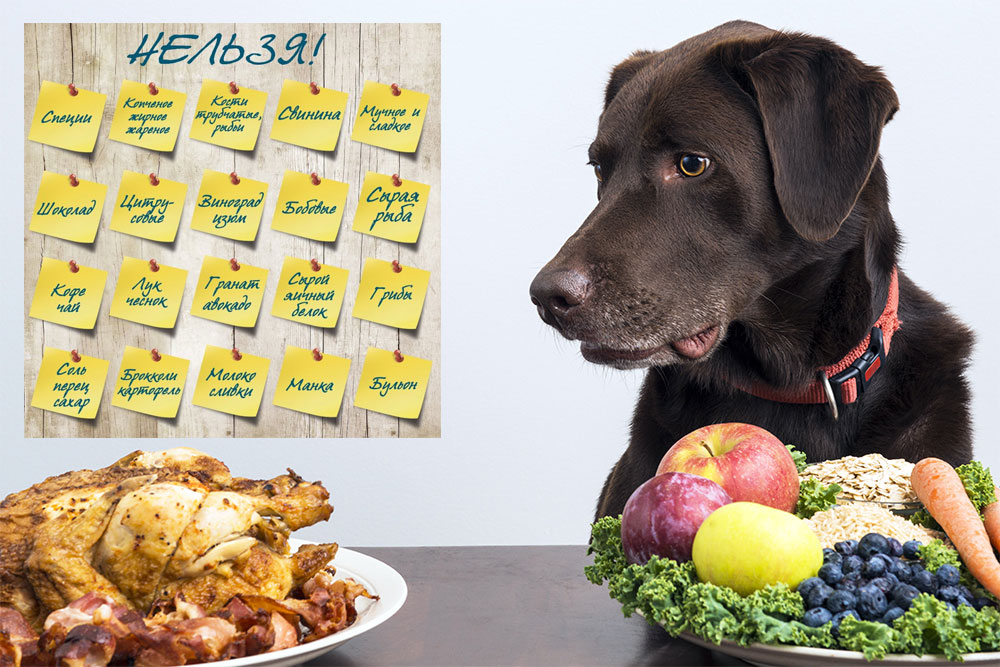 Qué no se debe dar de comer al perro