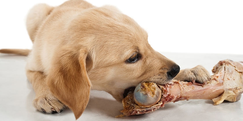 Cachorro royendo un hueso
