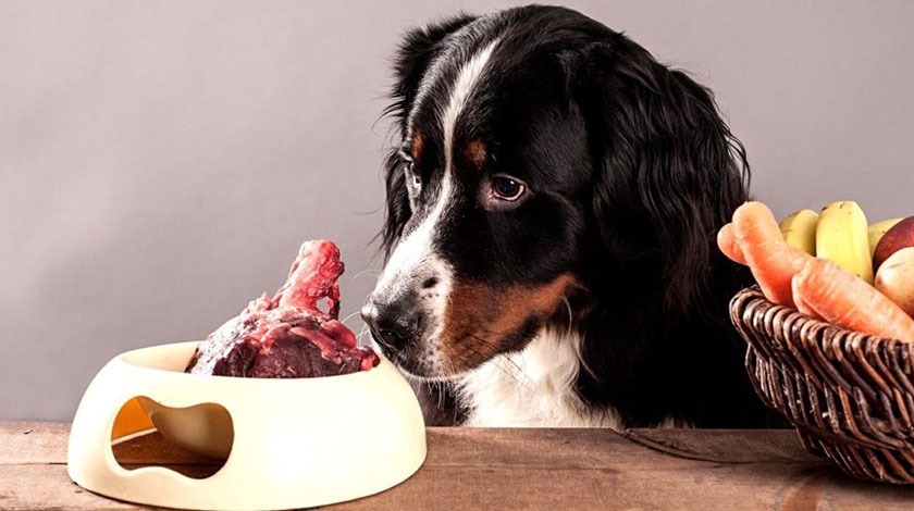 Alimentación para perros