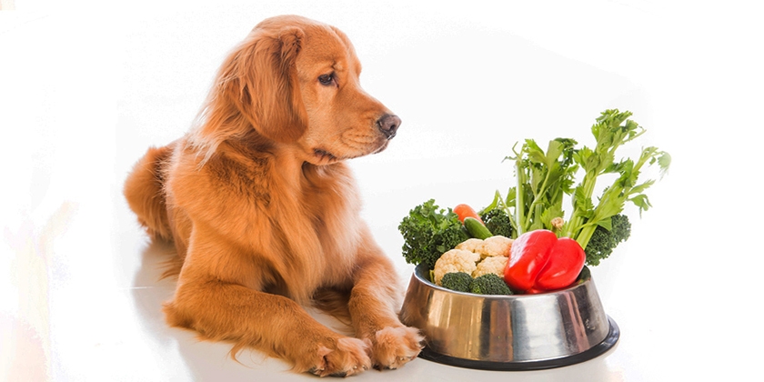 Verduras y hortalizas para perros