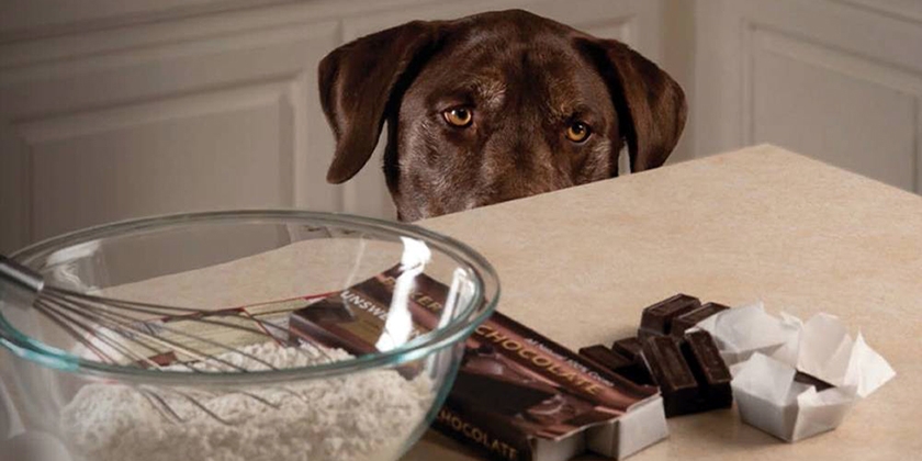 Qué no se debe dar de comer al perro