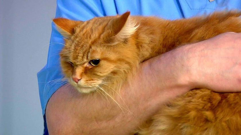 Gato naranja