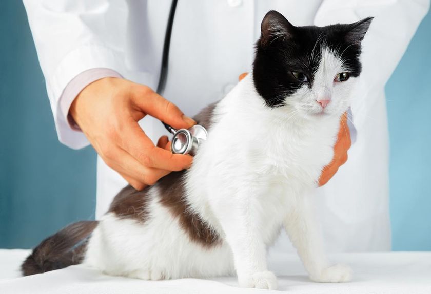 La gata y el veterinario