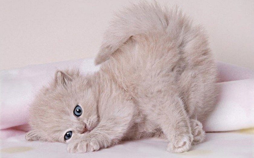 Gatito peludo