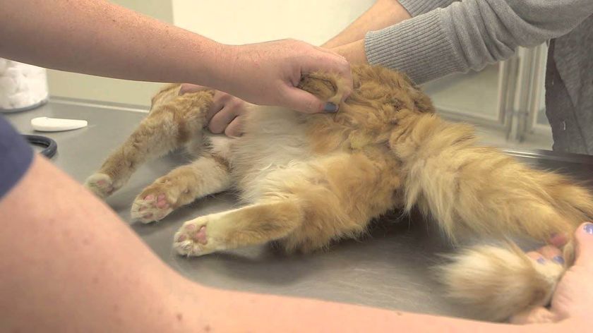 Gato en el médico