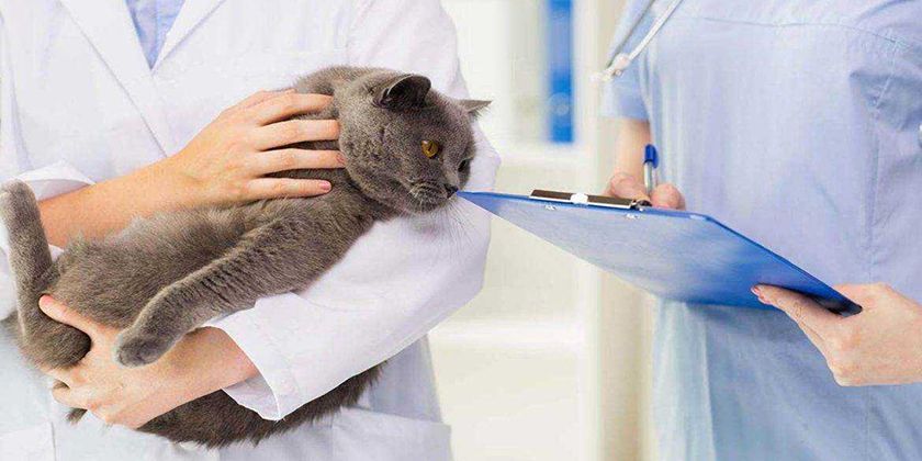 Gato en la clínica