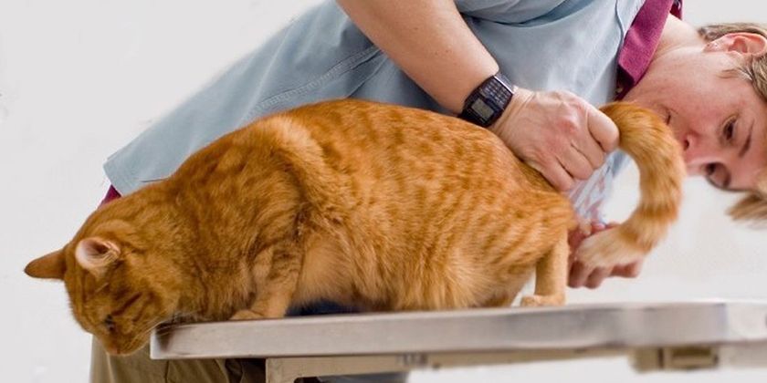 Hemorroides en gatos