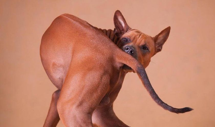 Picor en el perro