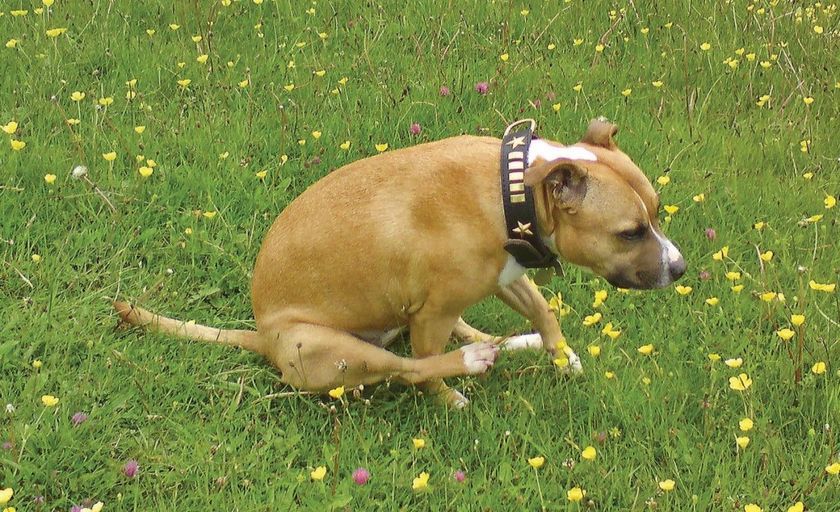 El perro "se arrastra sobre sus nalgas"