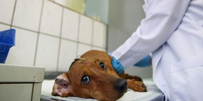 Hemorroides en perros