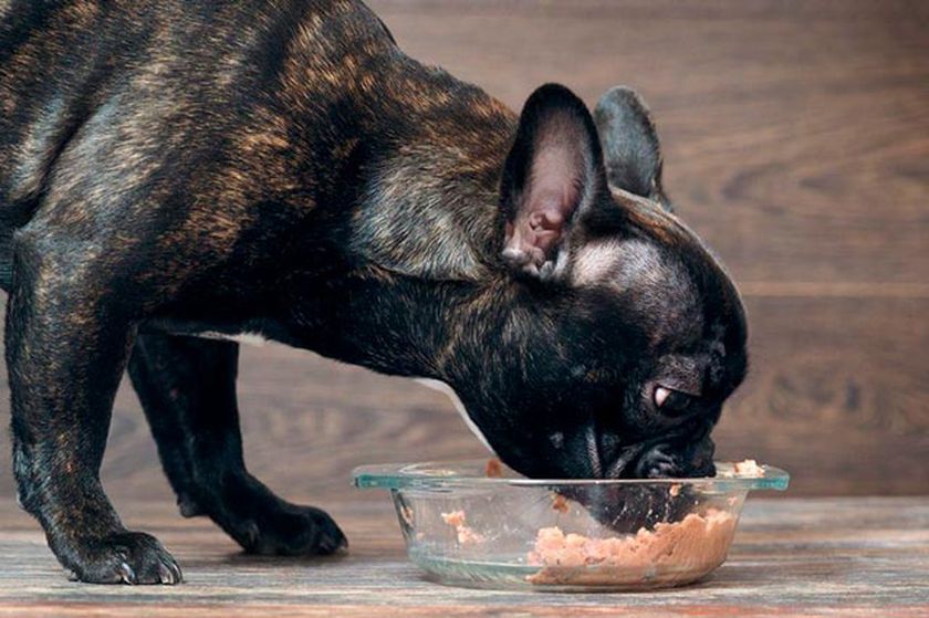 El perro come