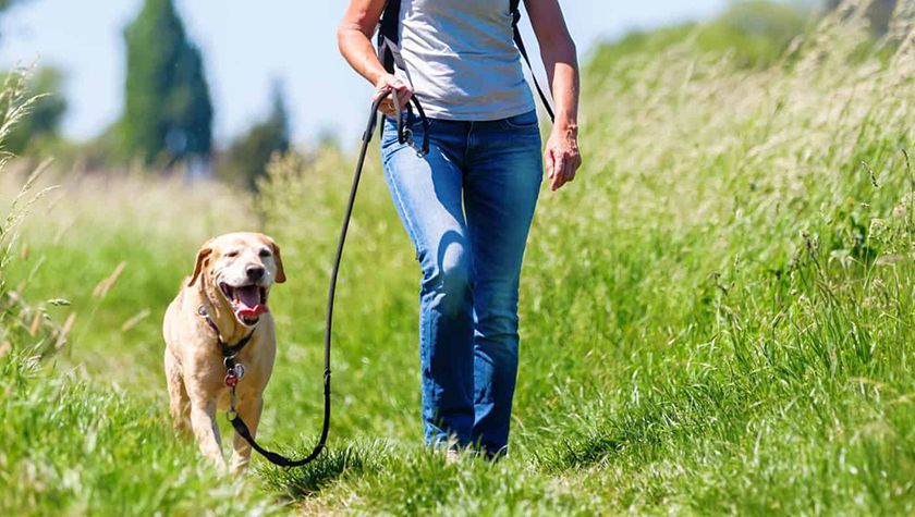 Perro en un paseo