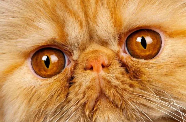 Gato persa de ojos amarillos