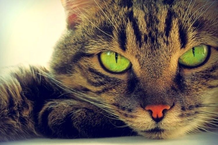 Gotas para los ojos de gatos