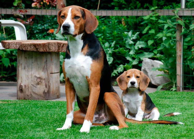 Sabueso de Hamilton con cachorro