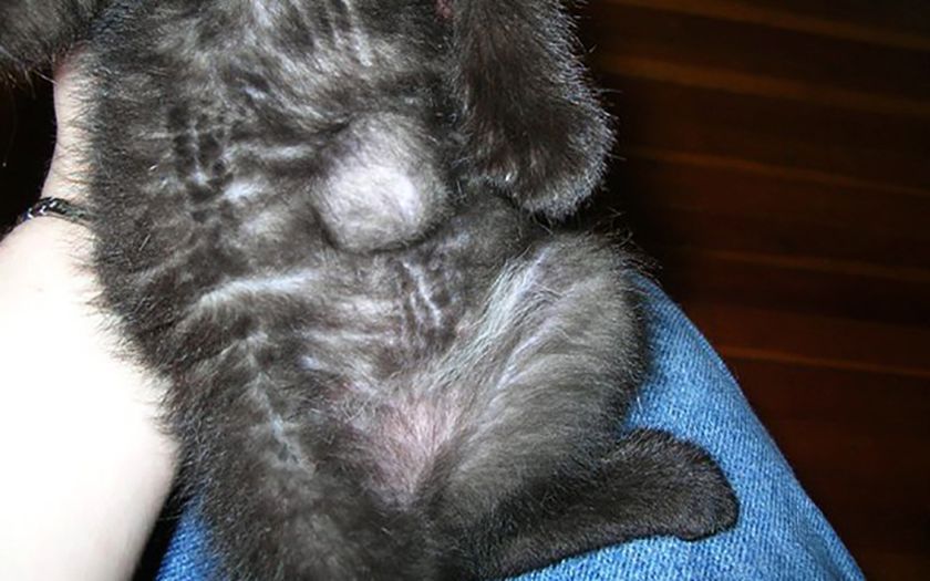 Hernia en el gatito