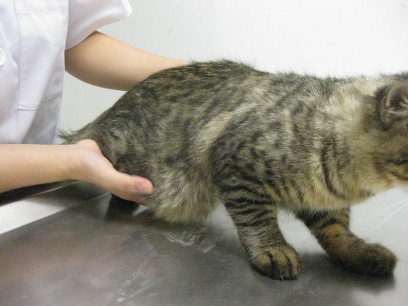 Hernia en el gato