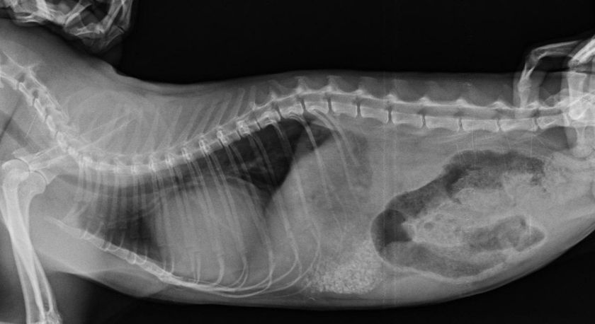 Radiografía de gato