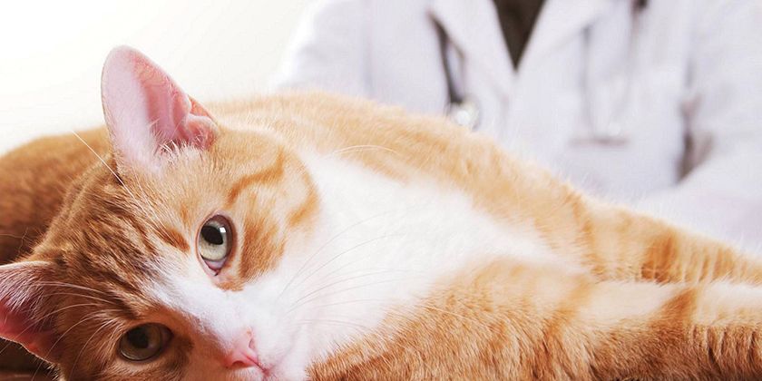 Gato en la clínica