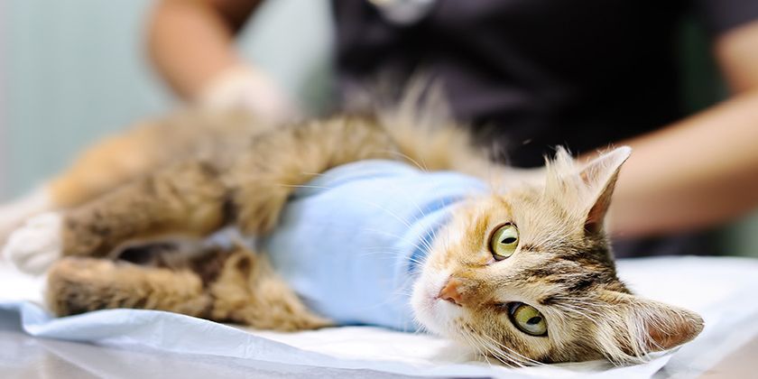 Hernia en el gato