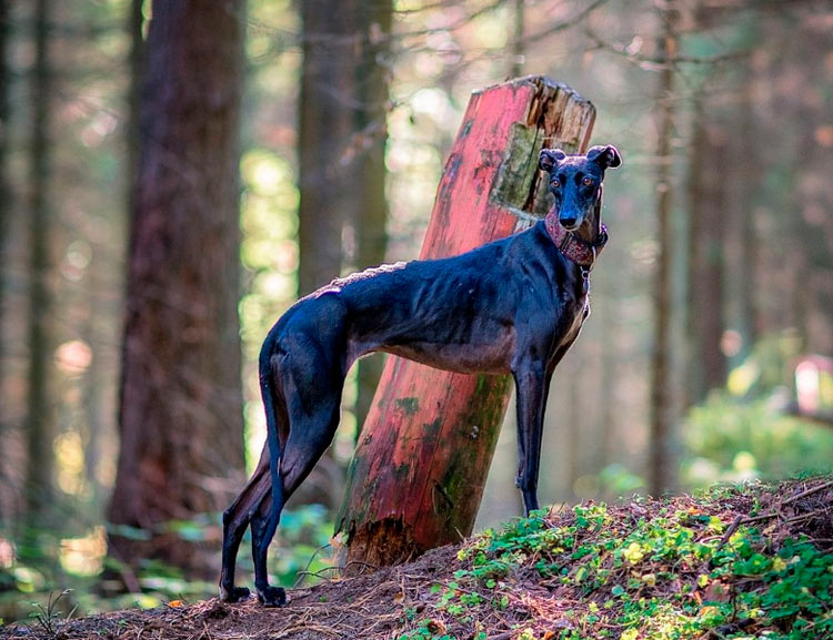 Lebrel español Galgo