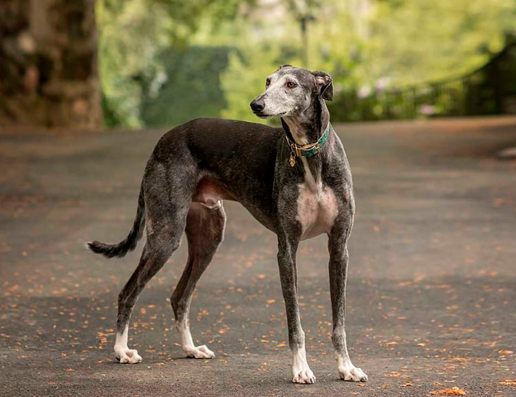 Foto de galgo español