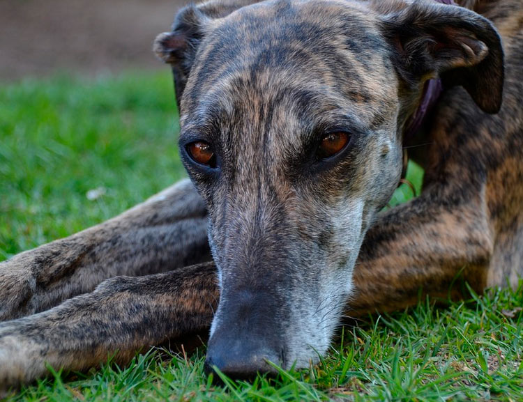 Perro de raza Galgo español