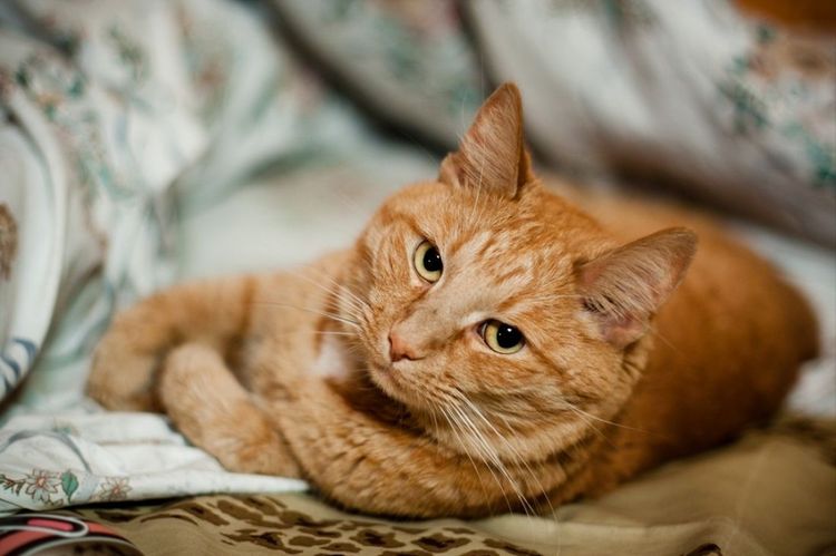 Roter Kater ist beleidigt