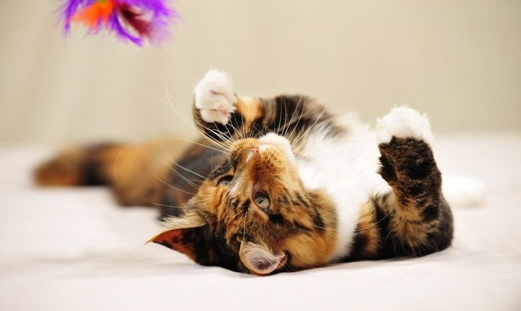 Dreifarbiger Kater spielt