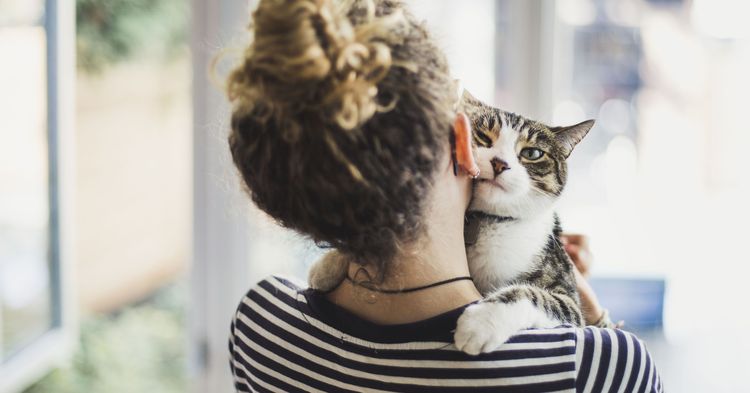 Die Freundschaft zwischen Mensch und Katze