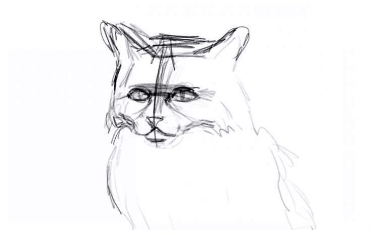 Wie man eine flauschige Katze zeichnet