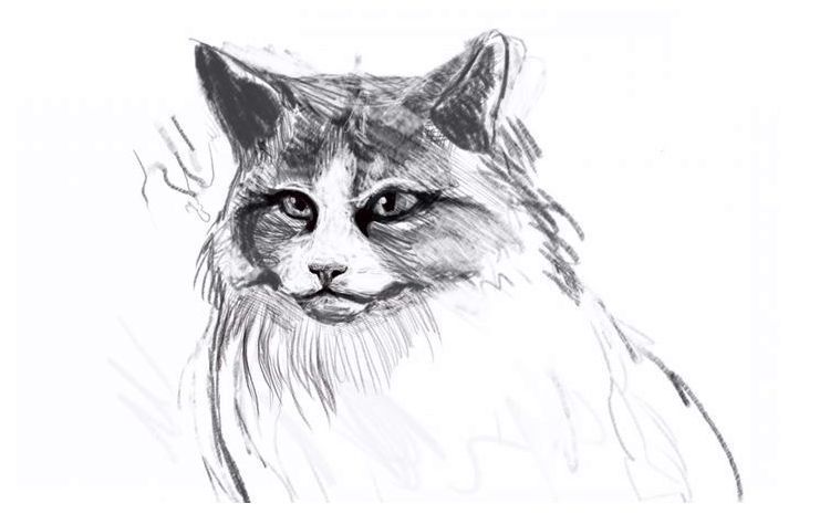 Wie man eine flauschige Katze zeichnet