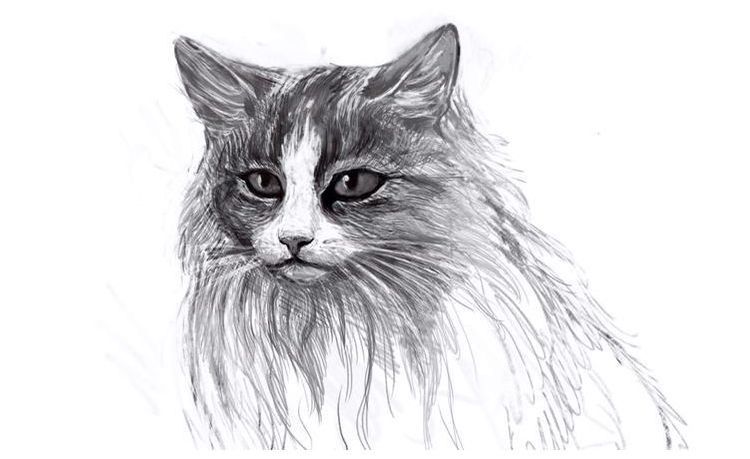 Wie man eine flauschige Katze zeichnet