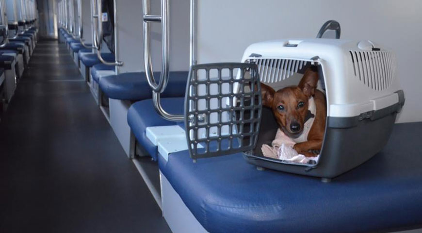 Transportín para perros