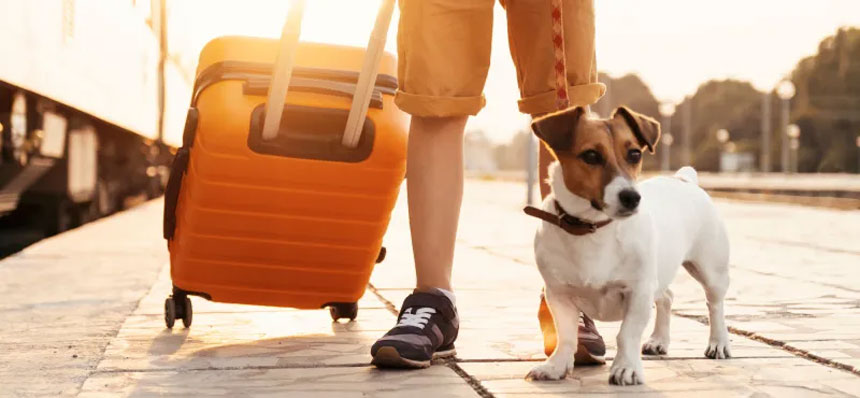 Cómo viajar con un perro