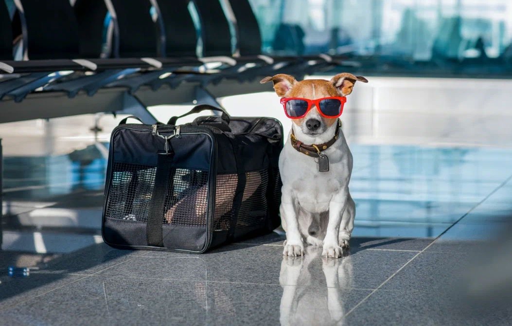 Viaje internacional en tren con perro