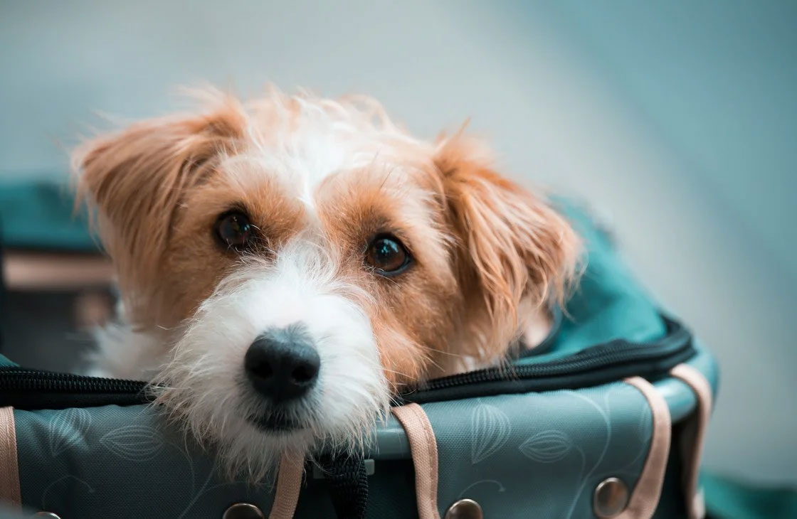 Viaje con perro, qué llevar