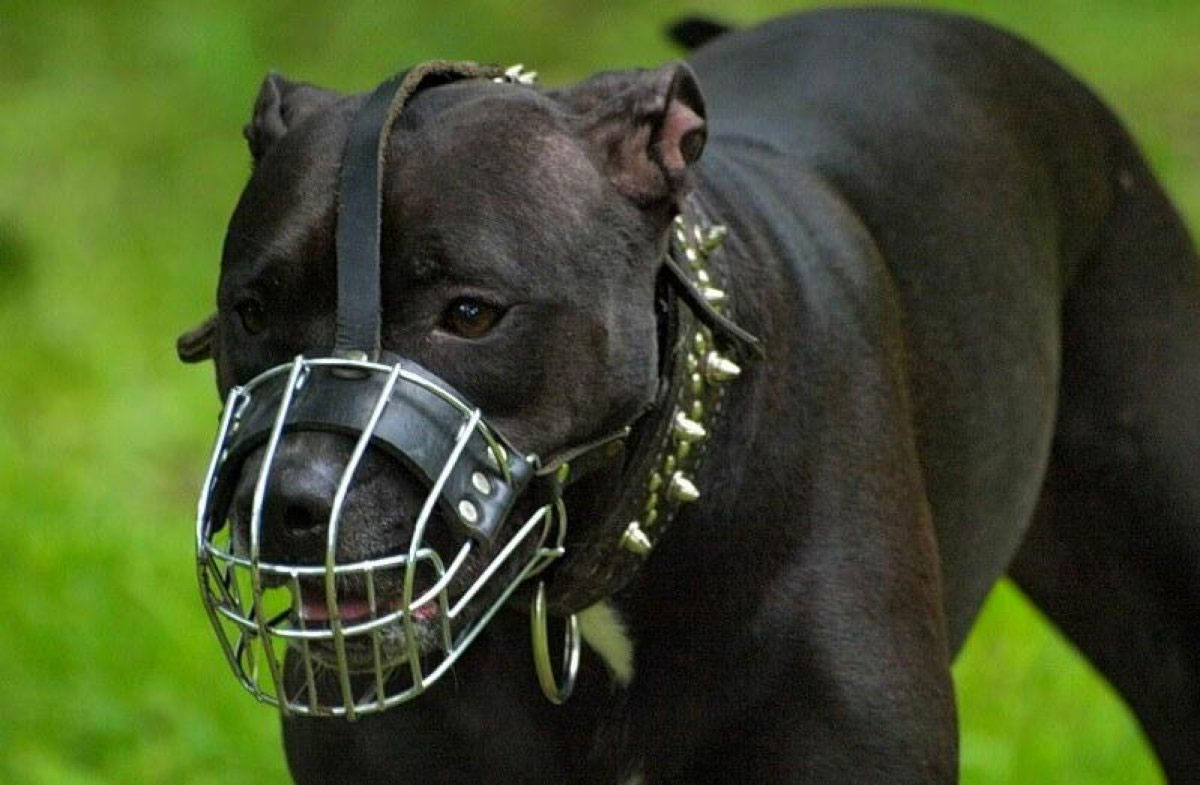 Bozal de metal