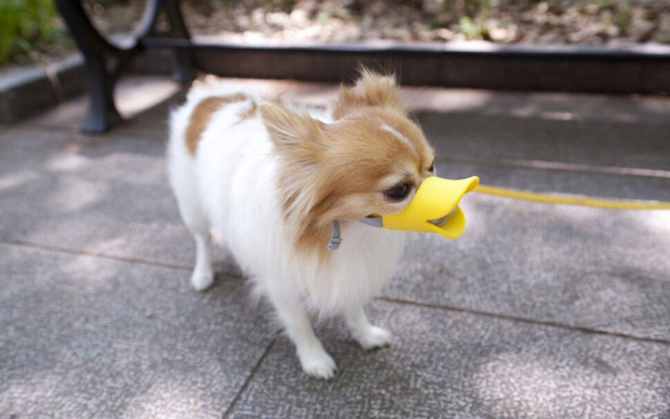 Bozal de pato