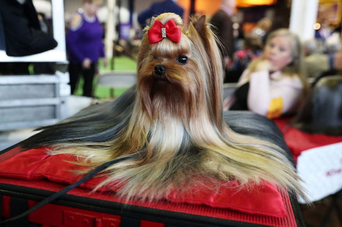 Cuidado del yorkshire terrier en casa