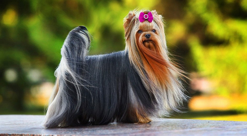 Cuidado del pelaje del yorkshire terrier